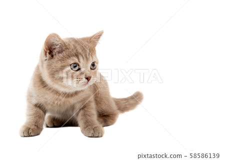 brown little kitten brown little kitten 58586139