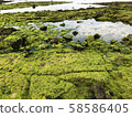苔 58586405