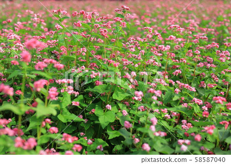 Red buckwheat field Red buckwheat field 58587040