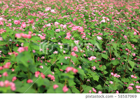 紅色蕎麥領域 紅色蕎麥領域 58587069