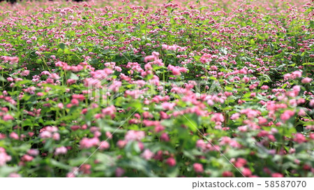紅色蕎麥領域 紅色蕎麥領域 58587070