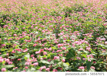 紅色蕎麥領域 紅色蕎麥領域 58587071