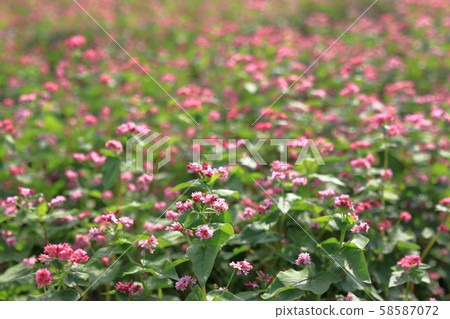 Red buckwheat field Red buckwheat field 58587072