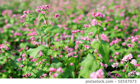 紅色蕎麥領域 58587073