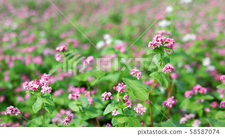 紅色蕎麥領域 紅色蕎麥領域 58587074