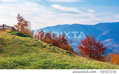 trees in red foliage in mountains at sunrise trees in red foliage in mountains at sunrise 58587250