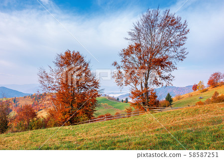 trees in red foliage in mountains at sunrise trees in red foliage in mountains at sunrise 58587251