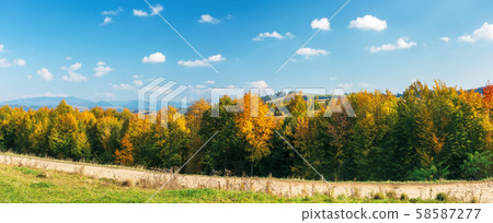 trees in colorful foliage on a sunny day 58587277