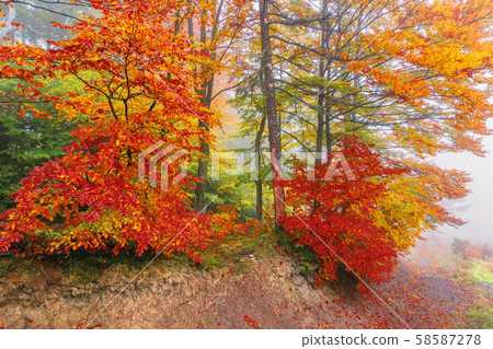 colorful foliage of beech trees in foggy weather colorful foliage of beech trees in foggy weather 58587278
