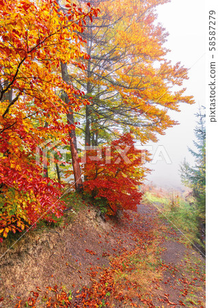colorful foliage of beech trees in foggy weather colorful foliage of beech trees in foggy weather 58587279