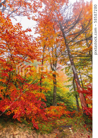 colorful foliage of beech trees in foggy weather 58587280