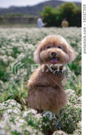 VIP dog in the leeks field VIP dog in the leeks field 58587309