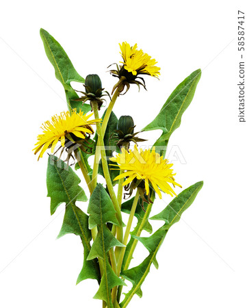 yellow dandelion flowers and leaves 58587417