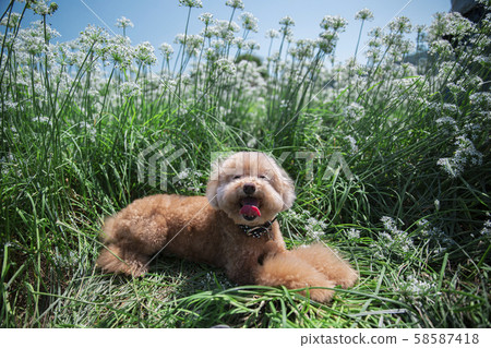 韭菜花田的貴賓狗 韭菜花田的貴賓狗 58587418