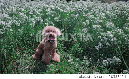 VIP dog in the leeks field 58587424