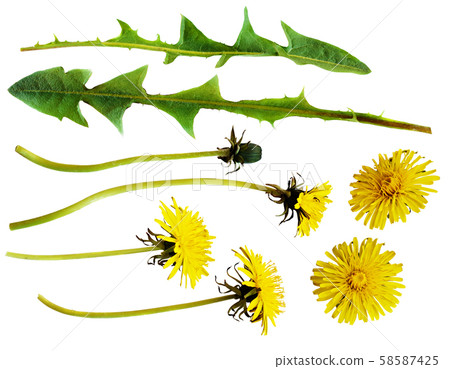 Yellow dandelion flowers and leaves 58587425