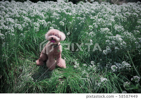 VIP dog in the leeks field 58587449