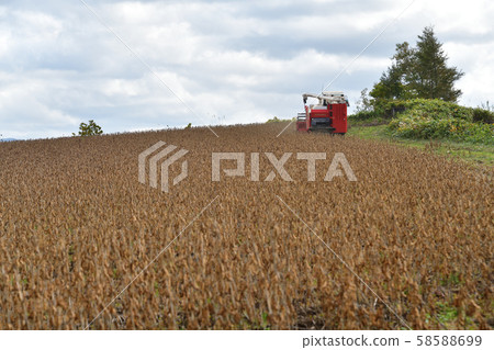 拍攝北海道厚澤邊酒井地區的大豆收割現場 58588699