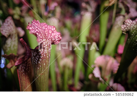 Sarracenia leucophylla, also known as the crimson Sarracenia leucophylla, also known as the crimson 58589862
