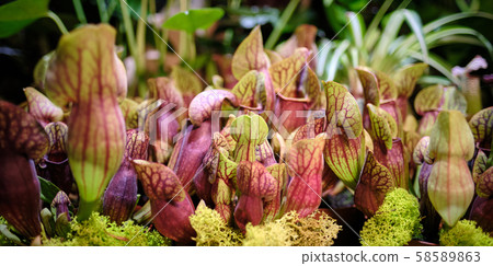 Sarracenia leucophylla, also known as the crimson 58589863