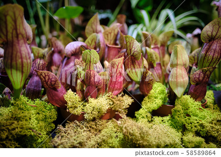 Sarracenia leucophylla, also known as the crimson 58589864