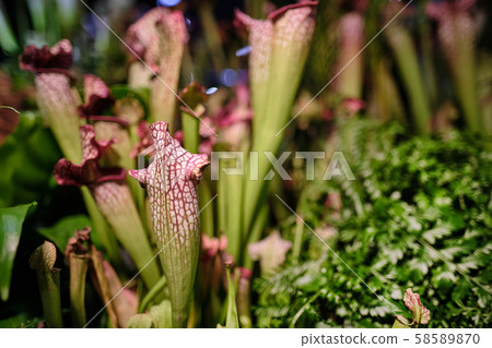 Sarracenia leucophylla, also known as the crimson 58589870