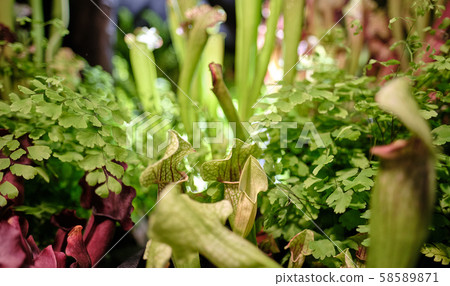 Sarracenia leucophylla, also known as the crimson Sarracenia leucophylla, also known as the crimson 58589871