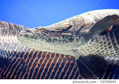 北見市盧卡貝町Pilaruku山水族館 北見市盧卡貝町Pilaruku山水族館 58590694