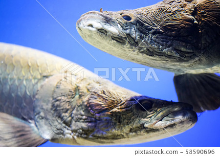 北見市盧卡貝町Pilaruku山水族館 北見市盧卡貝町Pilaruku山水族館 58590696
