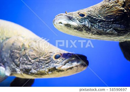 北見市盧卡貝町Pilaruku山水族館 北見市盧卡貝町Pilaruku山水族館 58590697