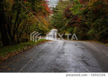 Autumn road 58591508