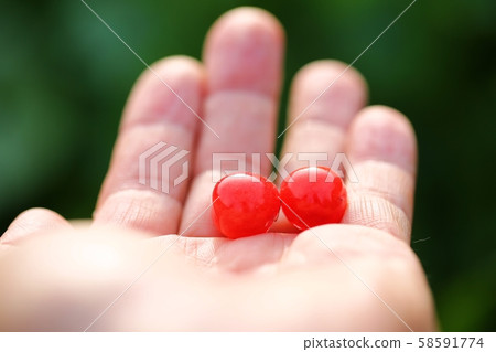 櫻花盛開 58591774