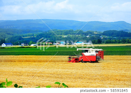 遼闊的麥田01 58591845