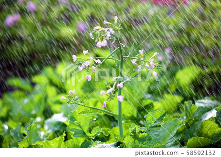 花灑淋浴 花灑淋浴 58592132