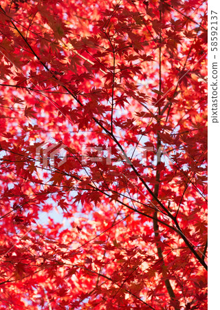 秋天的樹葉 秋天的樹葉 58592137