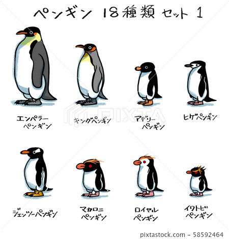 Penguin 18 Types Set 1 Stock Illustration 58592464 Pixta