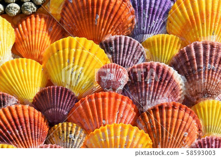 質感猩紅色扇貝素材背景造型展長島町和泉市鹿兒島縣 質感猩紅色扇貝素材背景造型展長島町和泉市鹿兒島縣 58593003