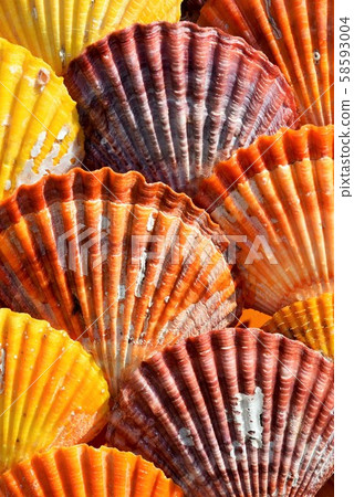 質感猩紅色扇貝素材背景造型展長島町和泉市鹿兒島縣 質感猩紅色扇貝素材背景造型展長島町和泉市鹿兒島縣 58593004