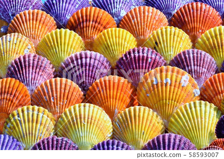 質地猩紅色扇貝 材料背景 鹿兒島縣長島鎮和泉市 質地猩紅色扇貝 材料背景 鹿兒島縣長島鎮和泉市 58593007