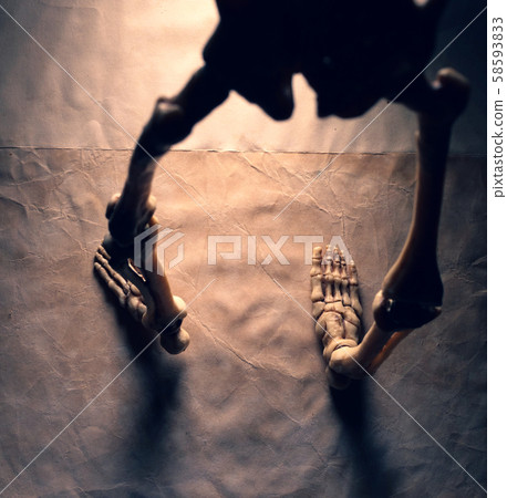 close Up Human Skeleton close Up Human Skeleton 58593833