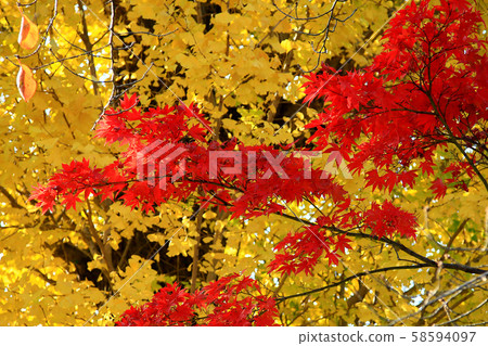 Kyoto Arashiyama Tenryuji Temple 58594097