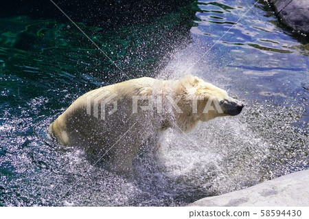 Popular polar bear Popular polar bear 58594430