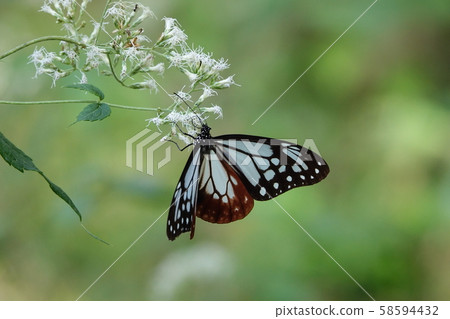 Asagi madara Asagi madara 58594432