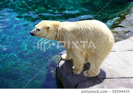 Popular polar bear Popular polar bear 58594435