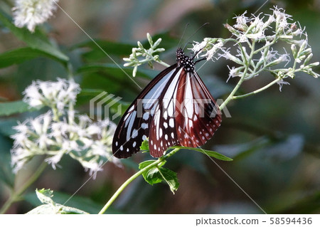 Asagi madara Asagi madara 58594436