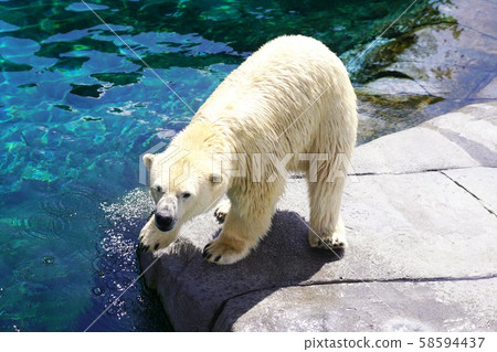 Popular polar bear Popular polar bear 58594437