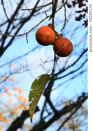 京都Sagano沖繩 京都Sagano沖繩 58595174