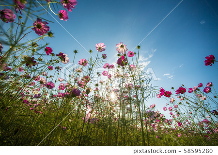 花 花 58595280