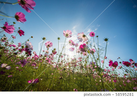 Flowers Flowers 58595281