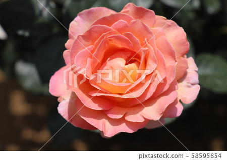 Koki Salmon pink rose 58595854